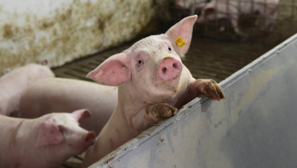 ПРАСИЋИ ПРОДАТИ И ПРЕ ПРАЗНИКА: Уочи Ускрса већа тражња понегде гура цене живе ваге ПРАСИЋИ ПРОДАТИ И ПРЕ ПРАЗНИКА: Уочи Ускрса већа тражња понегде гура цене живе ваге